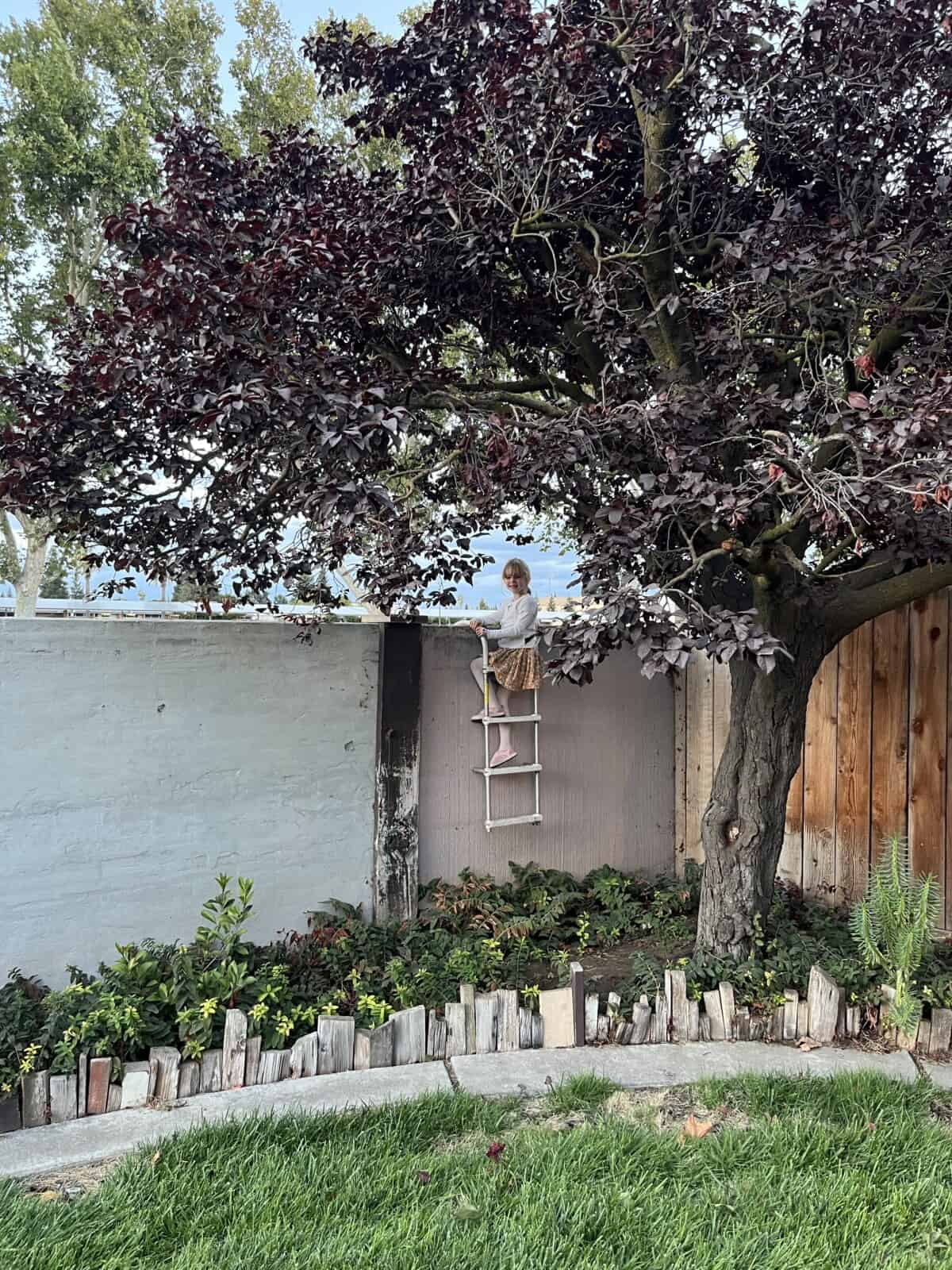little girl on a ladder on a cement fence with purple tree.