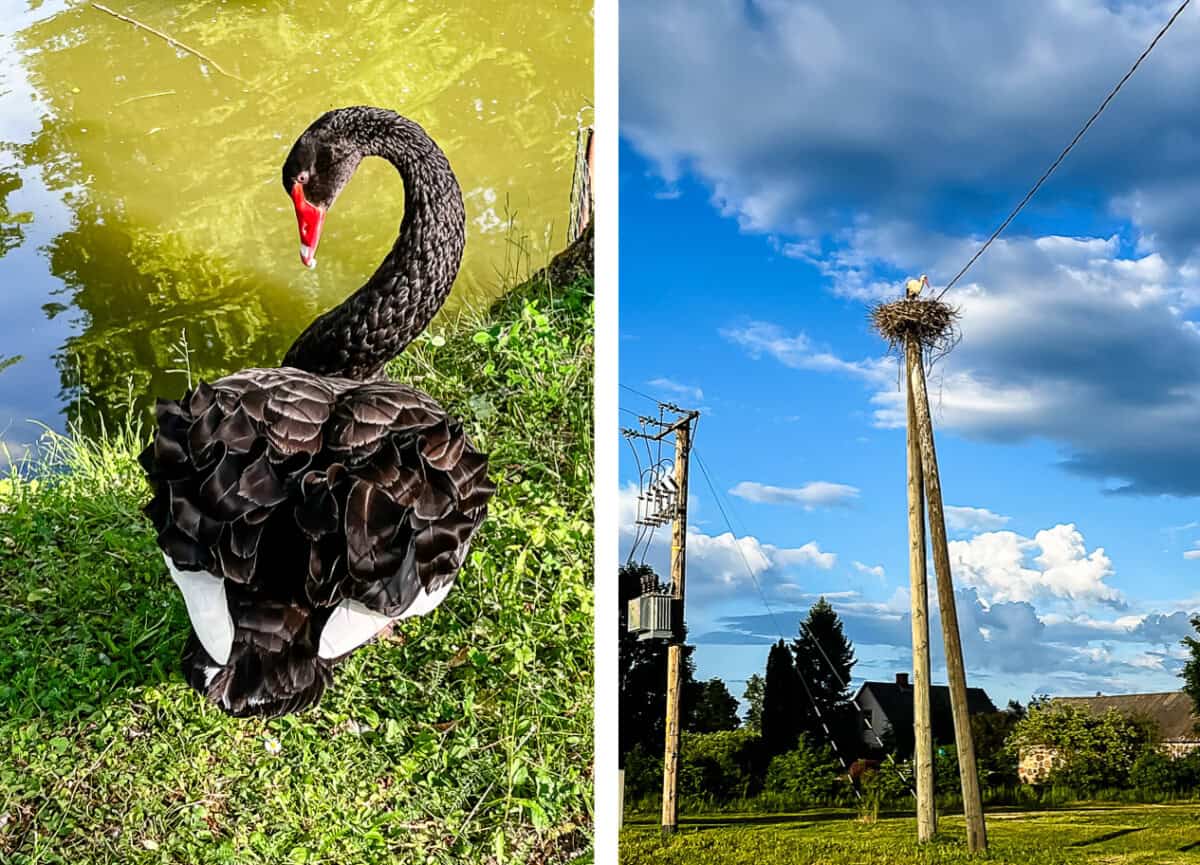 black swan and stork on power line.